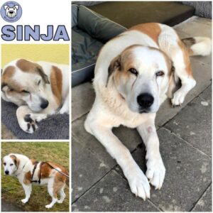 SINJA (♀) in 55595 Gebroth