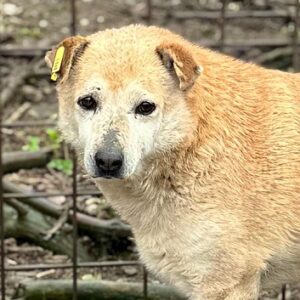 SHIBO (♂) - NOTFALL - resignierter Senior