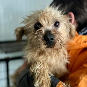 SAMARY (♀) - reserviert - reist auf PDR PS in 55 Gebroth ( 29.03. )