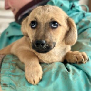 SANTINO (♂) - auf PS im PLZ Bereich 55 (SD)