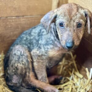 h8jt-plmk104 (♀) reserviert für TiNO - aktuell in der Klinik (PM 02.04.)