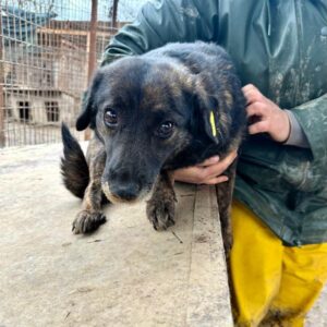 H1JPLK117 (♀) - bereits unsicher - sollte zeitnah reisen!