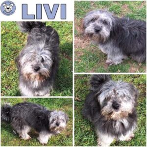 LIVI (♀) in 55595 Gebroth