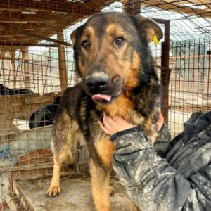 TYRAS (♂) - zu dünn (Stand 04/26)