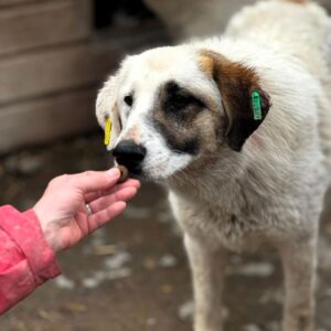 R1JPLK140 (♂) - wird schüchtern - sollte zeitnah reisen!