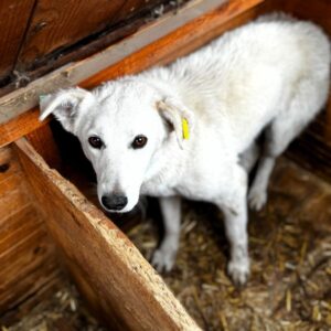 H1JPLK140 (♀) - wird unsicher - sollte zeitnah reisen!