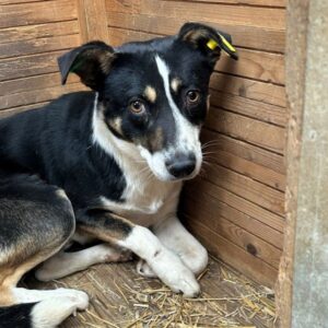 R4JPLK140 (♂) - bereits unsicher - sollte zeitnah reisen!