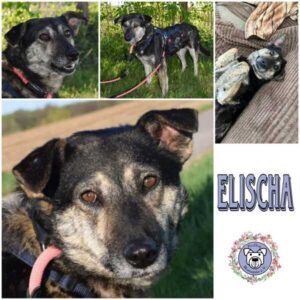 ELISCHA (♀)  in 32791 Lage