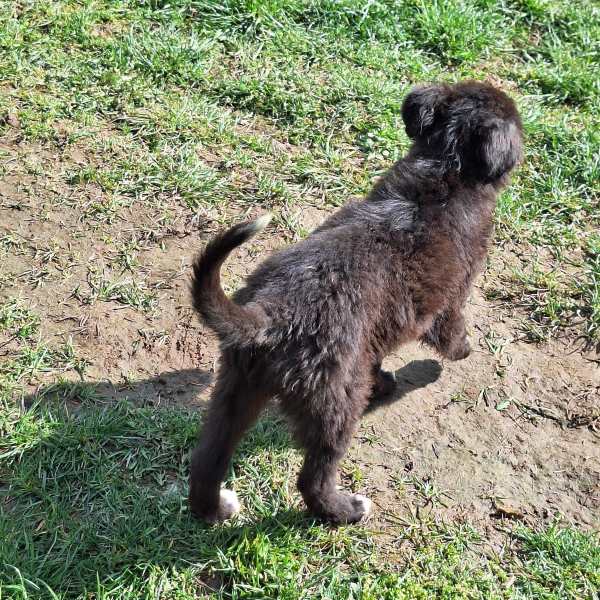 SOLON (♂) in 55595 Gebroth – Bild 2