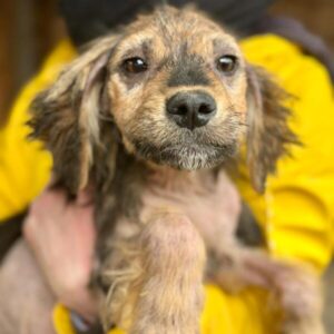 r7jt-plmk104 (♀) reserviert für TiNO - aktuell in der Klinik (PM 02.04.)