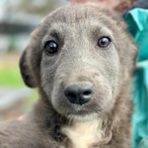 VALARY (♀) reist auf PDR PS im PLZ Bezirk 48 (NU 01.04.)