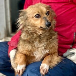 HOLLIE (♀) - auf PS im PLZ Bereich 57 (NE)