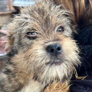 RAUDI (♂)- auf PS im PLZ Bereich 55 (SD)