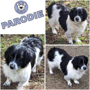 PARODIE (♀) in 55595 Gebroth