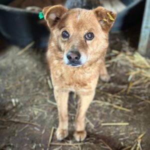 WELLARD (♂) - Oldie sucht Seniorenplatz - hat Interessenten (JW 23/04)