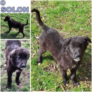 SOLON (♂) in 55595 Gebroth