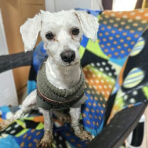 LIU (♂) - reist auf PDR-PS in PLZ 55 (SD 5.4.)