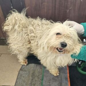 EMICO (♂) - reist auf PDR PS im PLZ Bezirk 55 (04.04. SD)