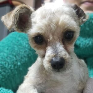 EMMICA (♀) - reist auf PDR PS im PLZ Bezirk 18 (JW 04.04.)