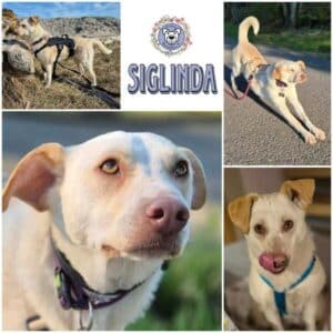 SIGLINDA (♀) in 42929 Wermelskirchen