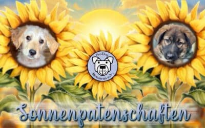 Sonnenpatenschaft