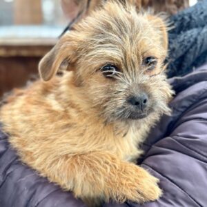 FIENE (♀) - auf PS im PLZ Bereich 15 (NU)