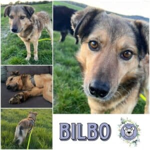 BILBO (♂)  in 56566 Neuwied