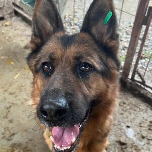 r2jt-plmk345-1 (♂)