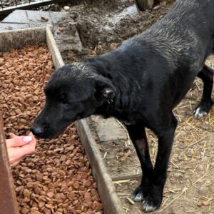 HEINER (♂) - NOTFALL! - bereits schüchtern - schweren Stand im Kennel - viel zu dünn - hustet aktuell (Stand 04/26) - sollte zeitnah reisen!