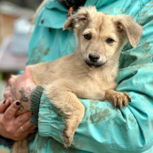 TOGO (♀) reserviert für TH Tuttlingen (LS 02.04.)