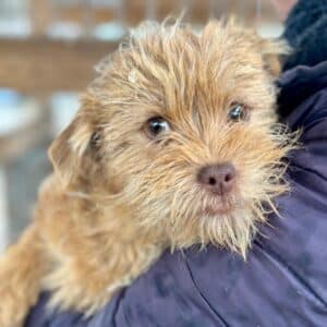 WUSSEL (♂) - auf PS im PLZ Bereich 55 (SD)