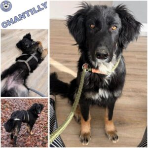 CHANTILLY (♀) in 53115 Bonn