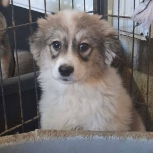 DIANA (♀) - reserviert Tierhilfe Lebenswert DR 13.04.26