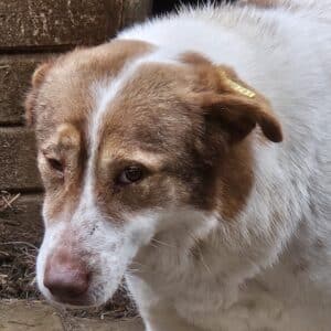 NIKA (♀) - völlig fertig