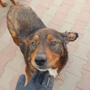 BONNIE (♀) - Notfall - Hautprobleme, Blutohr (04/26)