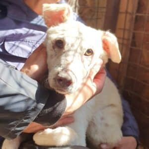 SANA (♀) - Notfall - Mobbingopfer, sehr überfordert, Hautprobleme (04/26)