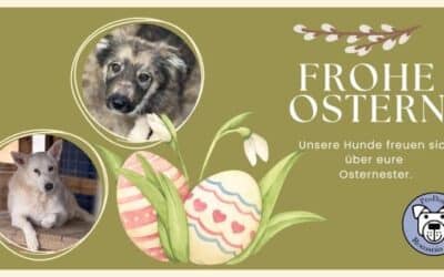 🐣 Schenke ein Osterkörbchen 🐶💛