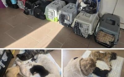 ➡️ Kastraaktion in Baile Herculane