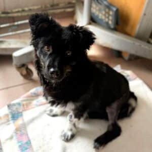 REMENY (♂) - hatte Autounfall (03/2026)