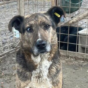 R1PLK354 (♂) -sehr verzweifelt-