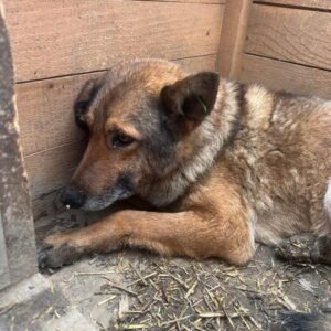 LENNI (♂) -völlig resigniert-