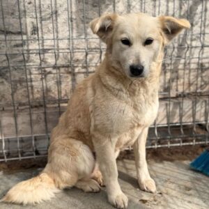 LIEFDE (♀) - hat es schwer im Kennel - reserviert Vierbeiner in Not (SAS 03.04.)