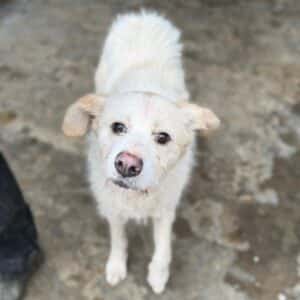 VICKY (♀) - sehr dünn (03/26)