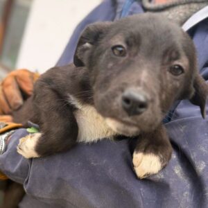 H30BQ (♀) - Leichte Hautprobleme (03/26)