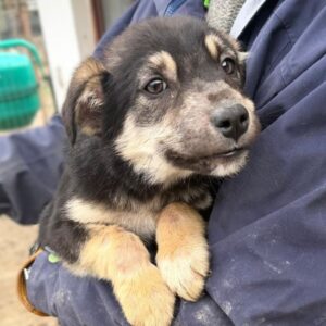 MICKY (♂) - Leichte Hautprobleme (03/26) - reserviert Tierhilfe Lebenswert (17.04. AM)