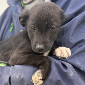 ANTONY (♂) - reist auf PDR-PS in PLZ 55 (19.4. SD)