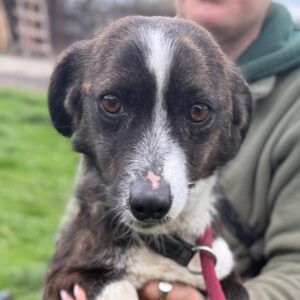 MARAL (♀) - reserviert TINO PM 29.04.