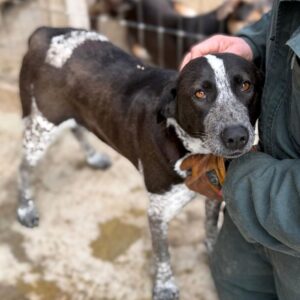 CILLY (♀) - sehr verzweifelt (04/26)