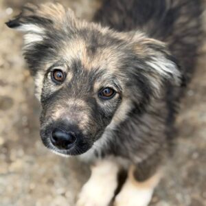 H20BKP3 (♀) - Interessenten (AL 07.04.)