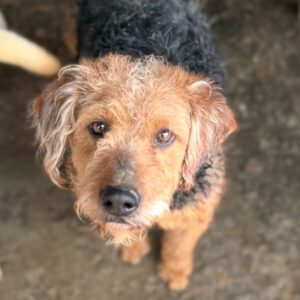 RASMA (♀) - sehr überfordert im Kennel / reist auf PDR-PS in PLZ 55 (SD 3.4)